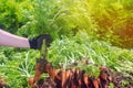 A farmer harvesting carrot on the field. Growing organic vegetables. Seacional job. Farming. Agro-industry. Agriculture. Farm.