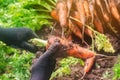 A farmer harvesting carrot on the field. Growing organic vegetables. Seacional job. Farming. Agro-industry. Agriculture. Farm.