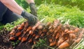 A farmer harvesting carrot on the field. Growing organic vegetables. Seacional job. Farming. Agro-industry. Agriculture. Farm.