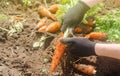 A farmer harvesting carrot on the field. Growing organic vegetables. Seacional job. Farming. Agro-industry. Agriculture. Farm.