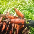 A farmer harvesting carrot on the field. Growing organic vegetables. Seasonal job. Farming. Agro-industry. Agriculture. Farm.