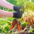 A farmer harvesting carrot on the field. Growing organic vegetables. Seasonal job. Farming. Agro-industry. Agriculture. Farm.