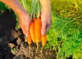 A farmer harvesting carrot on the field. Harvested organic vegetables. Freshly picked carrots in the hands of a farmer. Farming Royalty Free Stock Photo