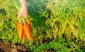 A farmer harvesting carrot on the field. Harvested organic vegetables. Freshly picked carrots in the hands of a farmer. Farming Royalty Free Stock Photo