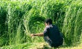 Farmer harvesting the crop in egypt