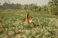 Female farmer harvesting crop in the field