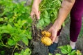 A farmer harvesting fresh, bio potatoes at her huge garden, agricultural concept Royalty Free Stock Photo