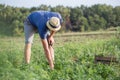 Farmer harvesting fresh crop of parsley on the field at organic eco farm