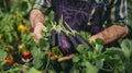 Farmer harvesting fresh eggplants in a vegetable garden