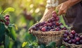 Farmer harvesting fresh organic purple plum in the garden on a sunny day. Freshly picked fruits. close-up