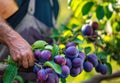 Farmer harvesting fresh organic purple plum in the garden on a sunny day. Freshly picked fruits. close-up