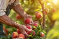 Farmer harvesting fresh organic red peaches in the garden on a sunny day. Freshly picked fruits. close-up