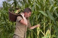 Farmer harvesting maize