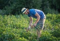 Farmer harvesting onion on the field