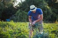 Farmer harvesting onion on the field