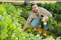 Farmer harvesting onion at plantation