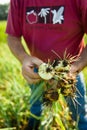 Farmer Harvesting Onions Royalty Free Stock Photo