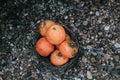 Farmer harvesting orange in an mandarin tree field. Baskets full of oranges for sale at the farmer`s market on a bright Royalty Free Stock Photo