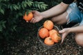 Farmer harvesting orange in an mandarin tree field. Baskets full of oranges for sale at the farmer`s market on a bright Royalty Free Stock Photo