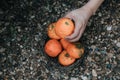 Farmer harvesting orange in an mandarin tree field. Baskets full of oranges for sale at the farmer`s market on a bright Royalty Free Stock Photo