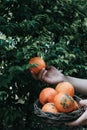 Farmer harvesting orange in an mandarin tree field. Baskets full of oranges for sale at the farmer`s market on a bright Royalty Free Stock Photo