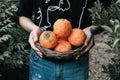 Farmer harvesting orange in an mandarin tree field. Baskets full of oranges for sale at the farmer`s market on a bright Royalty Free Stock Photo