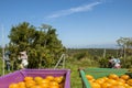 Farmer harvesting oranges in an orange tree field