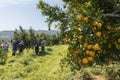 Farmer harvesting oranges in an orange tree field