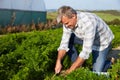 Farmer Harvesting Organic Carrot Crop On Farm Royalty Free Stock Photo