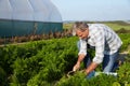 Farmer Harvesting Organic Carrot Crop On Farm Royalty Free Stock Photo