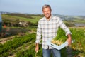 Farmer Harvesting Organic Carrot Crop On Farm Royalty Free Stock Photo