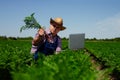 Farmer Harvesting Organic Carrot Crop On Farm Royalty Free Stock Photo