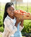 Farmer harvesting organic tomatoes. Happy farmer carrying a crate of tomatoes. African american farmer holding a crate