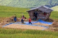 Farmer is harvesting original jasmine paddy rice Royalty Free Stock Photo