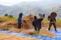 Farmer is harvesting original jasmine paddy rice Royalty Free Stock Photo