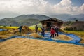 Farmer is harvesting original jasmine paddy rice Royalty Free Stock Photo