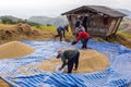 Farmer is harvesting original jasmine paddy rice Royalty Free Stock Photo
