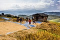 Farmer is harvesting original jasmine paddy rice Royalty Free Stock Photo