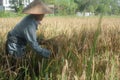 A farmer harvesting paddy on the rice fields Royalty Free Stock Photo