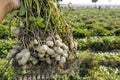 farmer harvesting peanut on agriculture plantation