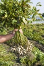 farmer harvesting peanut on agriculture plantation