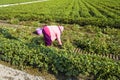 farmer harvesting peanut on agriculture plantation