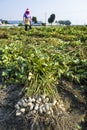 farmer harvesting peanut on agriculture plantation