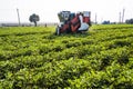 farmer harvesting peanut on agriculture plantation