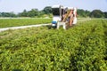 farmer harvesting peanut on agriculture plantation