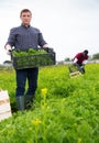 Farmer harvesting and peeling green mizuna on the field