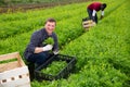 Farmer harvesting and peeling green mizuna on the field