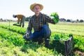 Farmer harvesting and peeling green mizuna (Brassica rapa nipposinica laciniata) on field