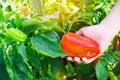 The farmer is harvesting the pepper in the field. fresh healthy organic vegetables. agriculture Royalty Free Stock Photo