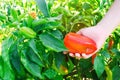 The farmer is harvesting the pepper in the field. fresh healthy organic vegetables. agriculture Royalty Free Stock Photo